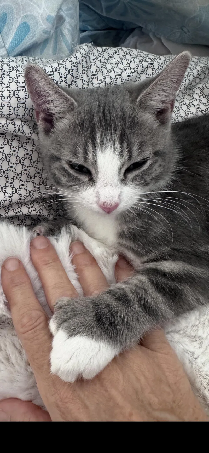 A young medium-sized female Gray & White Domestic Short Hair cat named Kailani for adoption in Scottsdale, AZ