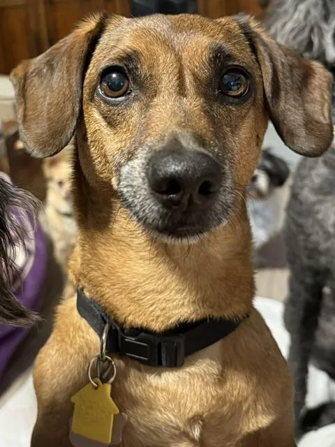 An adult medium-sized male Yellow / Tan / Blond / Fawn Dachshund dog named Chucky for adoption in Temple, TX