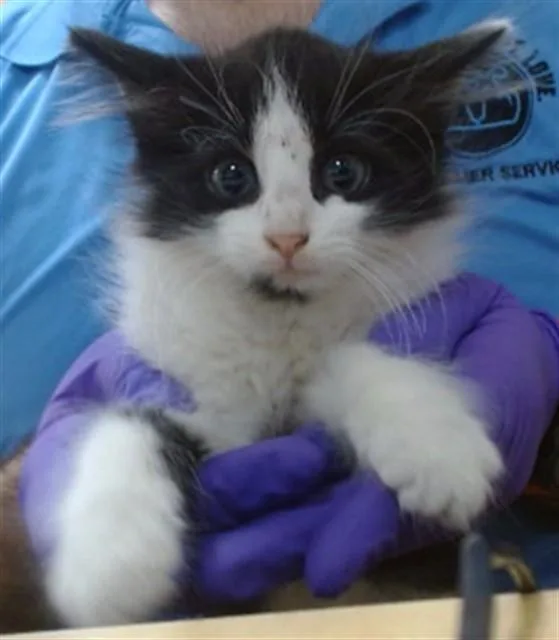 A baby small-sized male Domestic Long Hair cat named Penguin for adoption in Miami, FL