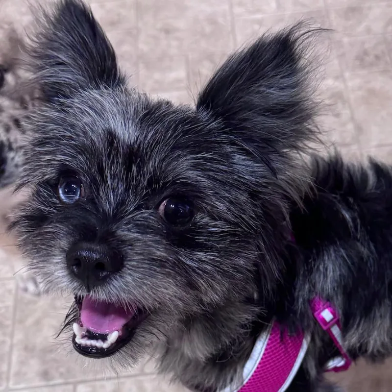 An adult small-sized male Black Yorkshire Terrier dog named Cassian for adoption in Coralville, IA