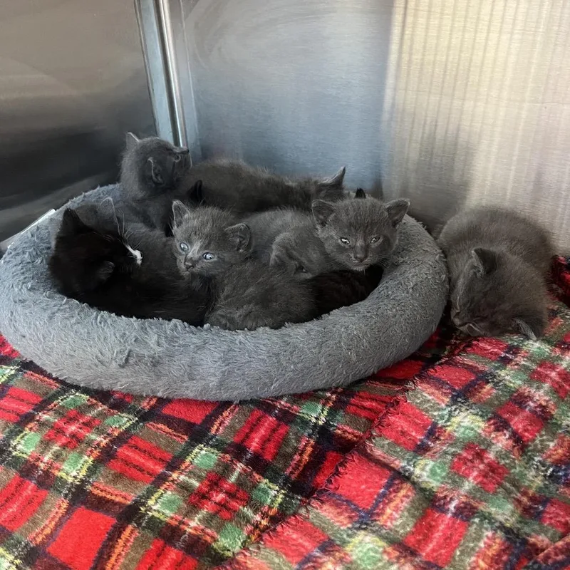 A baby small-sized male Gray / Blue / Silver Russian Blue cat named Evan for adoption in Madisonville, TN