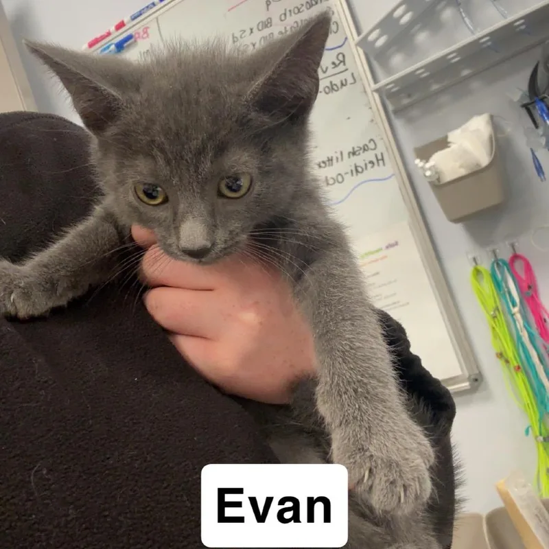 Evan thumbnail 2
