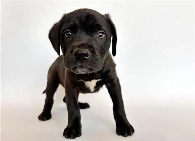 Beau