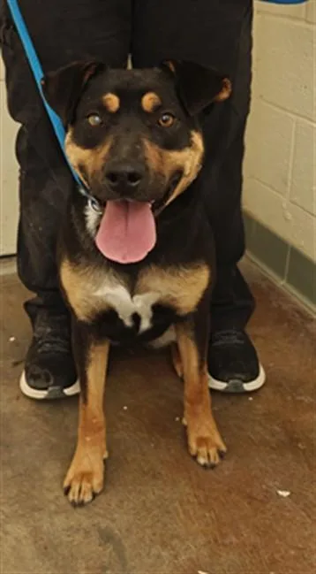 A young medium-sized female Mixed Breed dog named Brownie for adoption in Santa Fe, NM