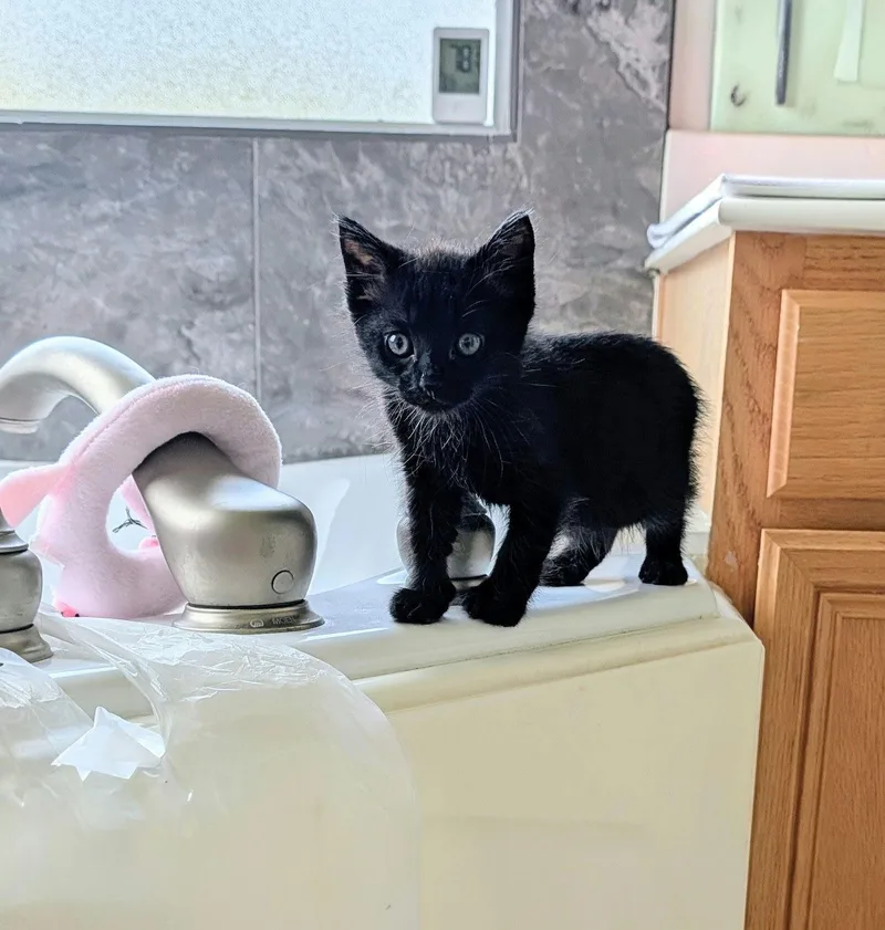 A baby medium-sized male Black Domestic Short Hair cat named Romeo Mio for adoption in Houston, TX