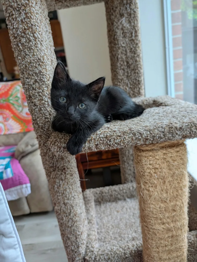 Romeo Mio thumbnail 4