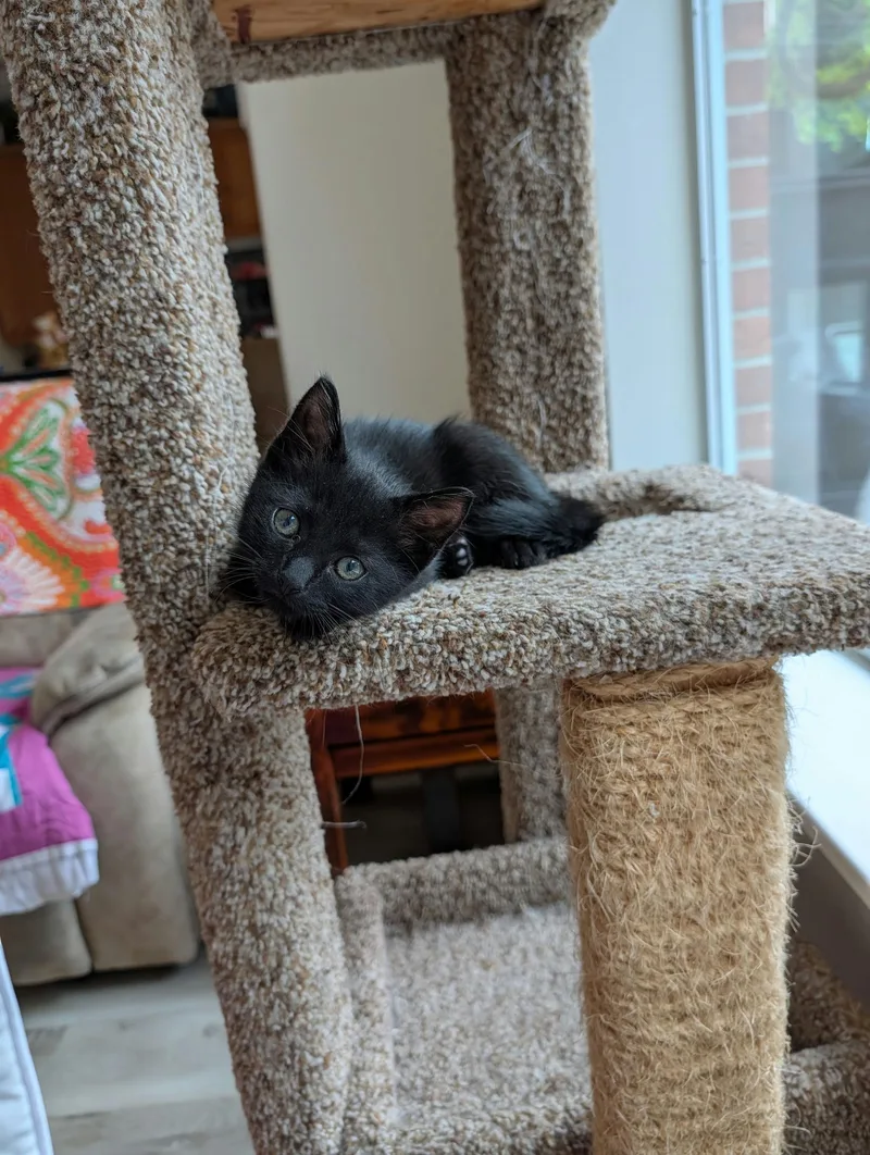 Romeo Mio thumbnail 6