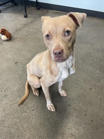 A baby medium-sized female Apricot / Beige Mixed Breed dog named Strudel for adoption in Mishawaka, IN