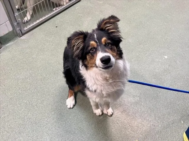 A young medium-sized male Mixed Breed dog named A for adoption in Santa Fe, NM