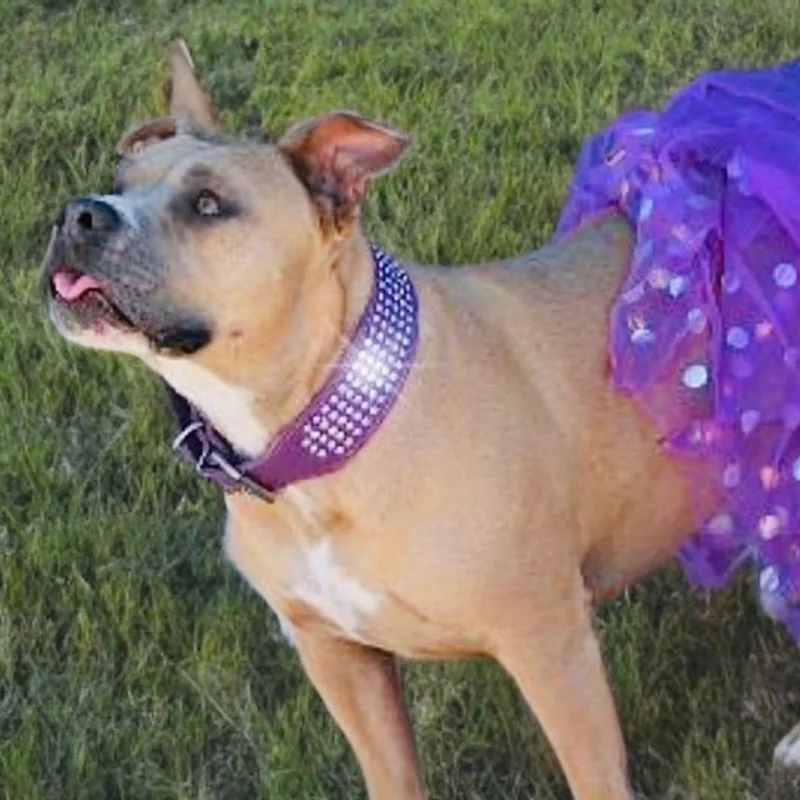 An adult large-sized female American Staffordshire Terrier dog named Suki for adoption in Kingman, AZ