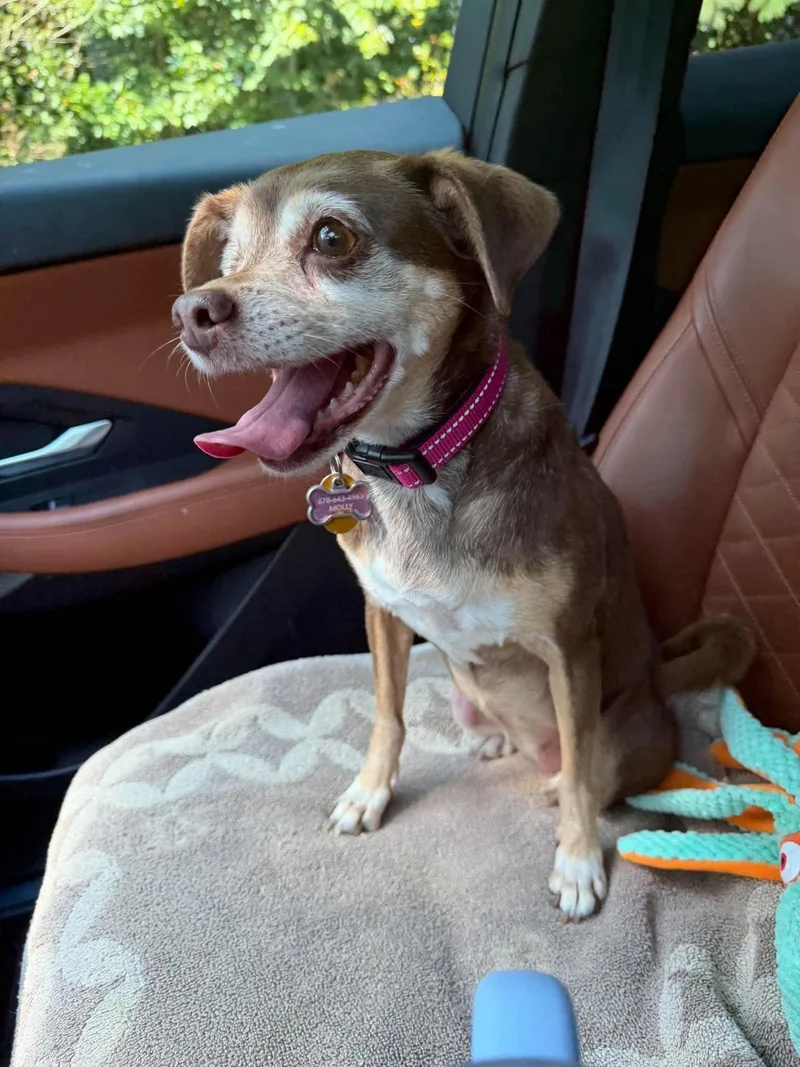 A senior small-sized female Chihuahua dog named Lola for adoption in Whitewater, WI