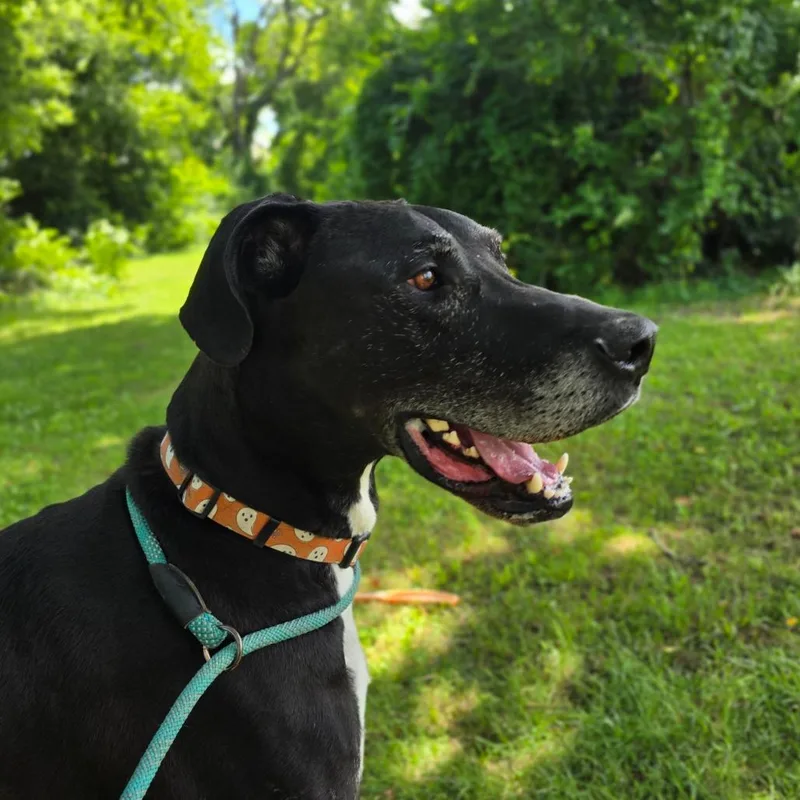 An adult extra large-sized male Black Great Dane dog named Ragnar for adoption in Huntsville, AL