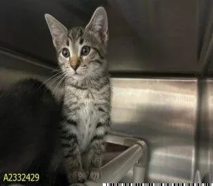 A young small-sized male Tabby (Brown / Chocolate) Domestic Short Hair cat named Ezra for adoption in Cincinnati, OH