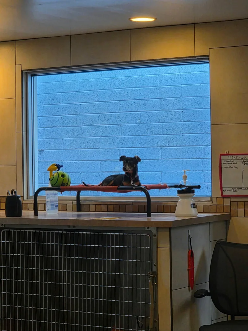 A senior small-sized male Chihuahua dog named Radio for adoption in Phoenix, AZ