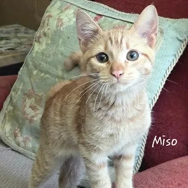 Miso