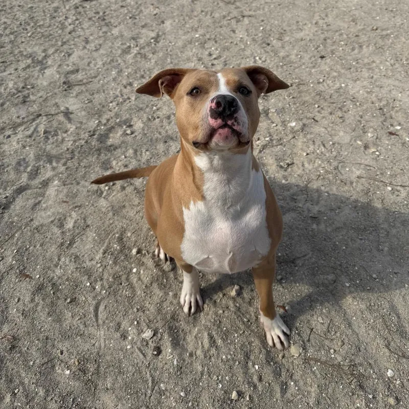 Nala
