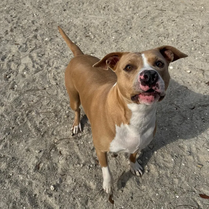 Nala thumbnail 3