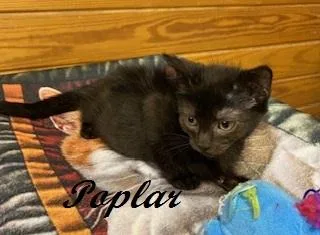 A baby small-sized male Black Domestic Short Hair cat named Poplar for adoption in Southern Pines, NC