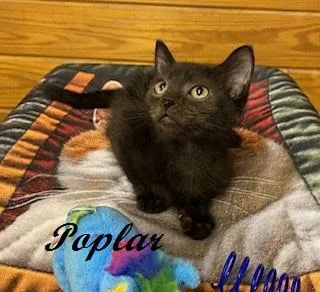 Poplar thumbnail 2