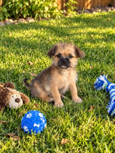 A young small-sized male Shih Tzu dog named Floyd for adoption in North Bend, WA