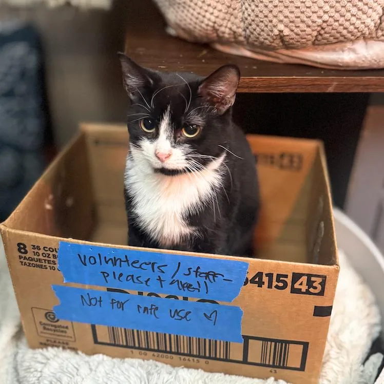 Salade Niçoise thumbnail 2