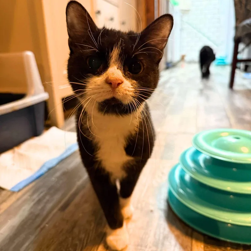 Salade Niçoise thumbnail 3