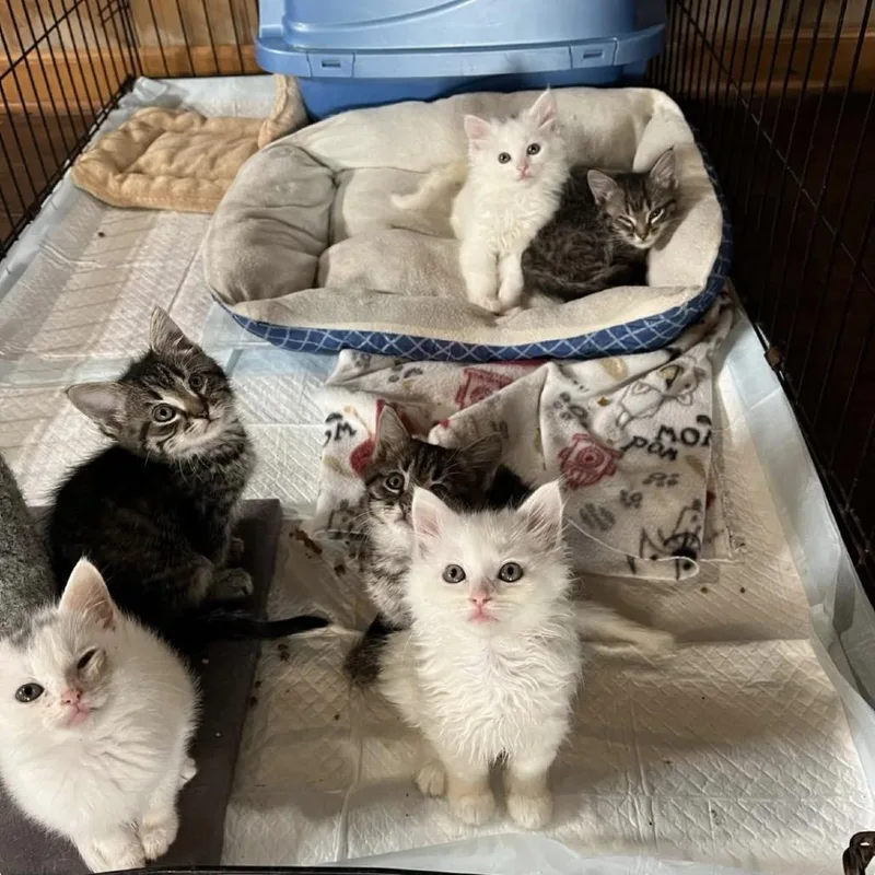 A baby small-sized female White Domestic Long Hair cat named Seaglass for adoption in Alexandria, VA