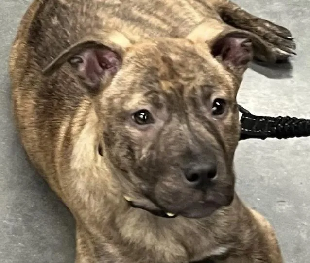 Willamina Saxen Incredible