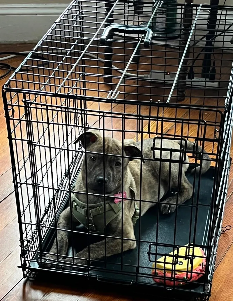 Willamina Saxen Incredible thumbnail 2