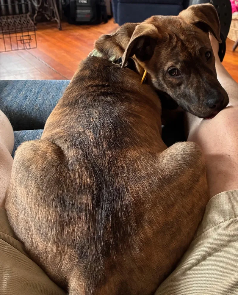 Willamina Saxen Incredible thumbnail 3