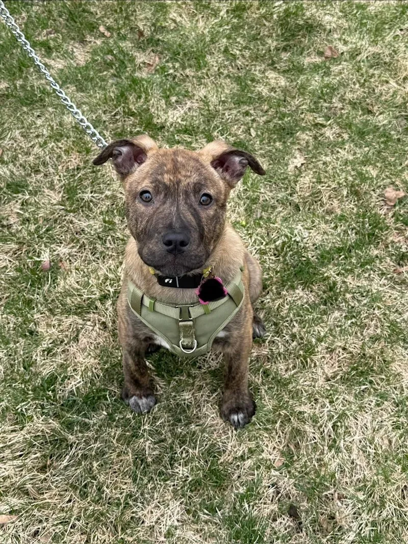 Willamina Saxen Incredible thumbnail 4