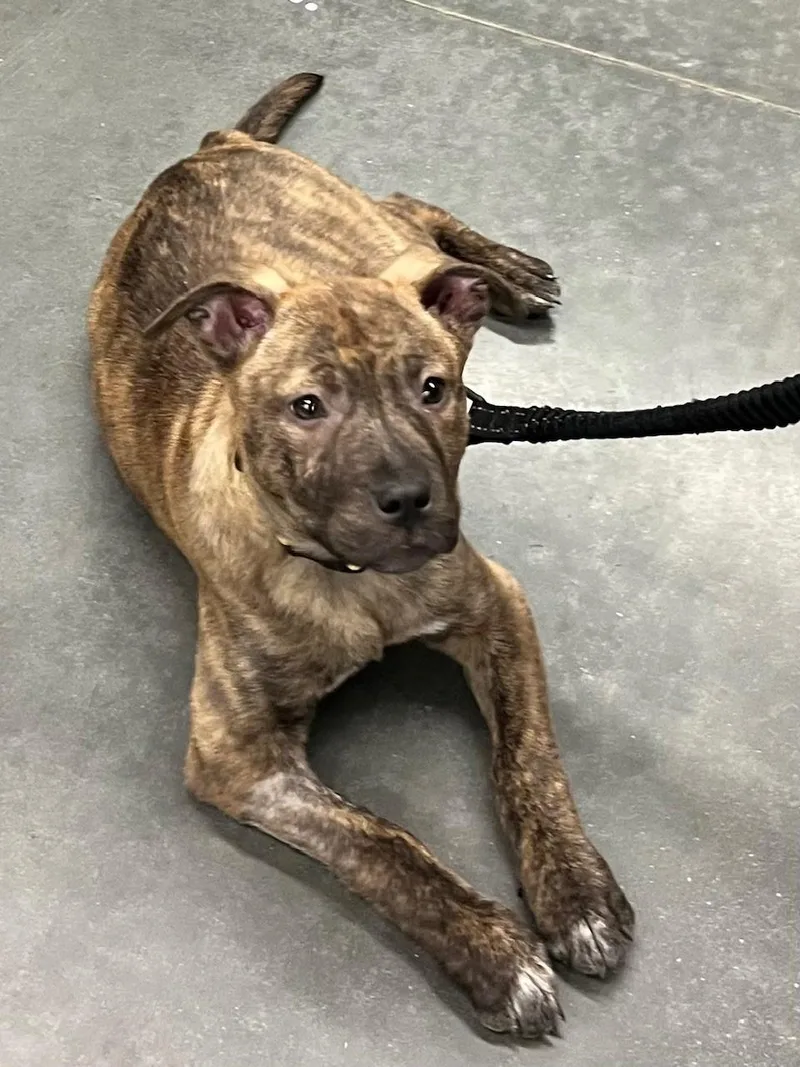 Willamina Saxen Incredible thumbnail 5