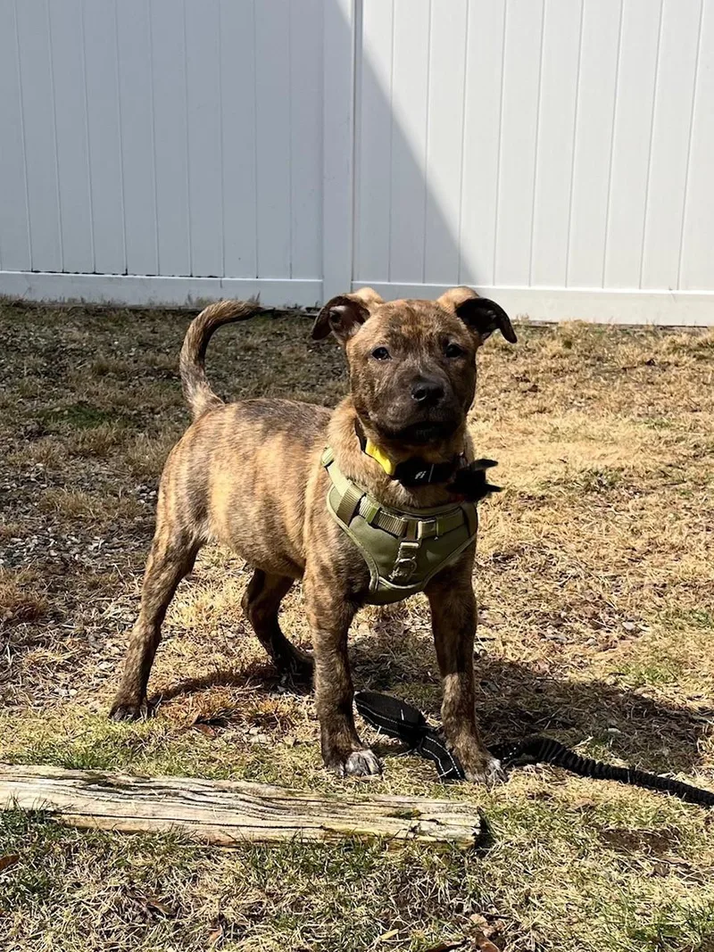 Willamina Saxen Incredible thumbnail 6