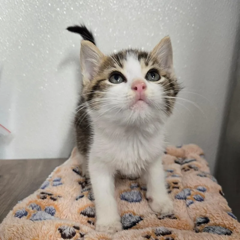 A baby small-sized male Brown / Chocolate Domestic Short Hair cat named Sheriff Woody for adoption in Pennsville, NJ