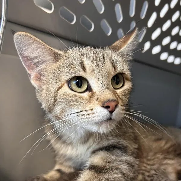 An adult medium-sized female Domestic Short Hair cat named Ethel for adoption in Des Moines, IA