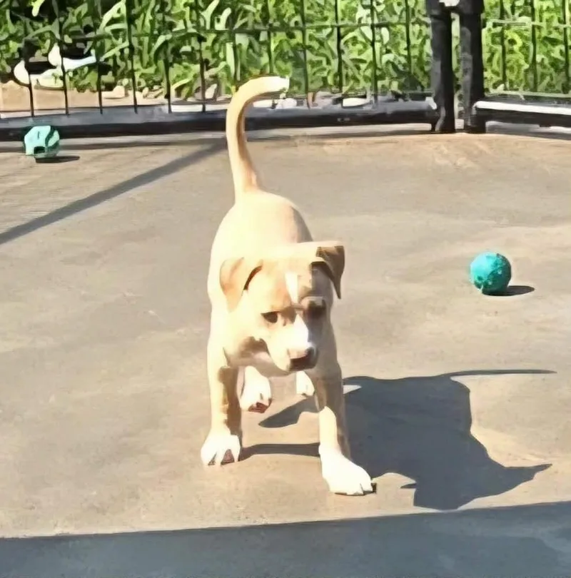 A baby small-sized female White / Cream American Staffordshire Terrier dog named Biscuit for adoption in Rockland, WI