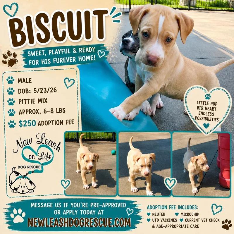 Biscuit thumbnail 2