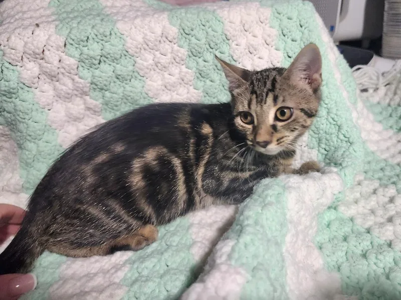 A baby medium-sized female Tabby (Brown / Chocolate) Domestic Short Hair cat named Bexley for adoption in East Brunswick, NJ