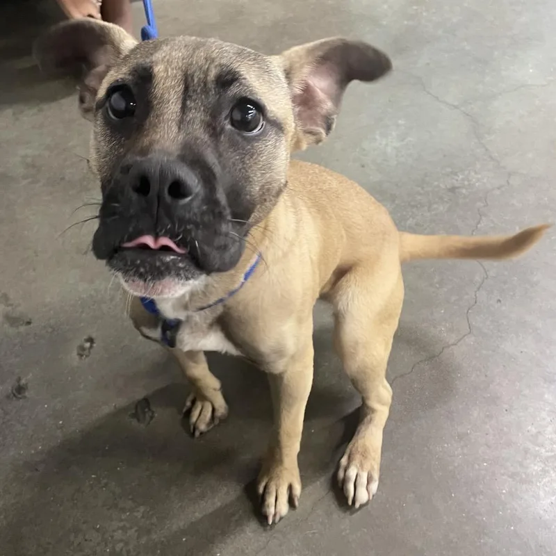 A young small-sized female Yellow / Tan / Blond / Fawn Terrier dog named Roxy for adoption in Tampa, FL