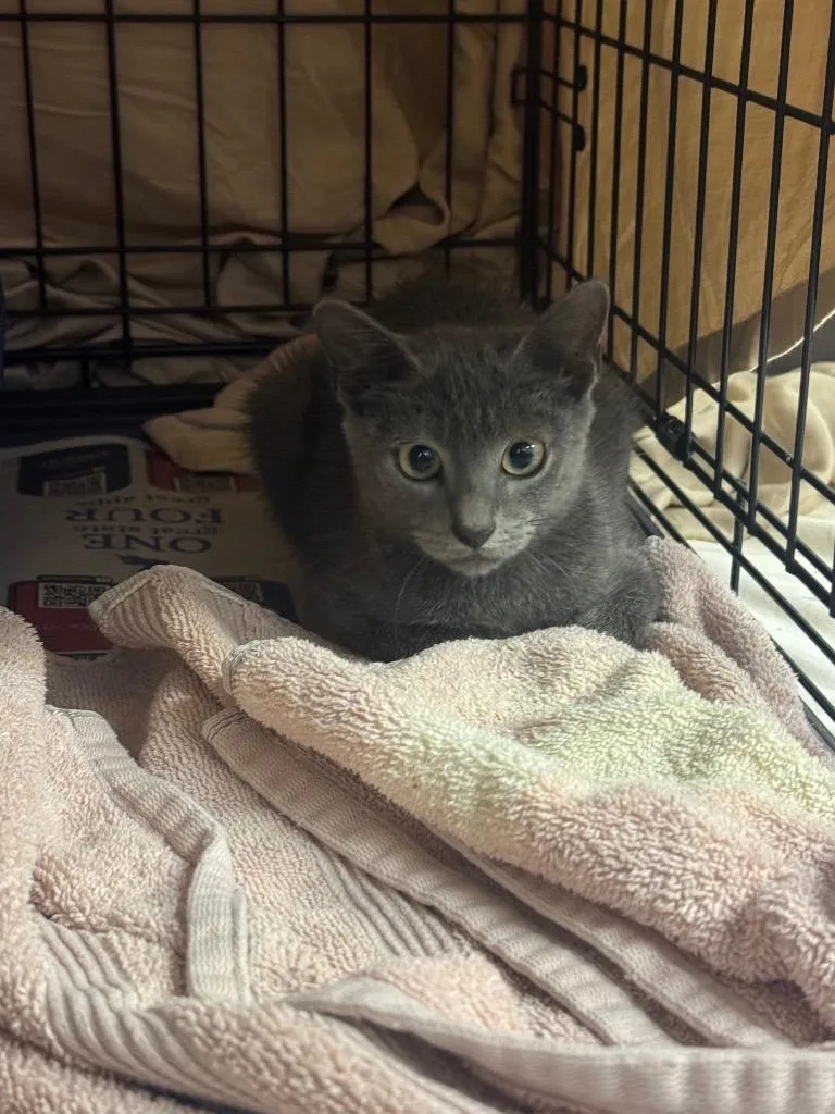 A baby medium-sized male Domestic Short Hair cat named Paddington for adoption in Sorrento, LA