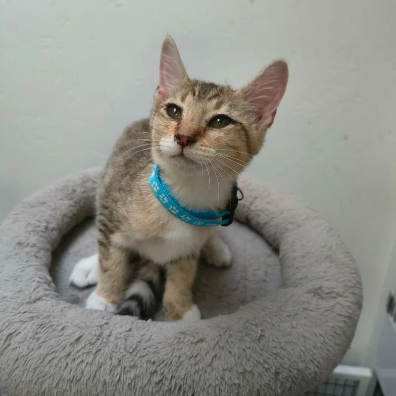 A baby small-sized male Brown / Chocolate Domestic Short Hair cat named Ryder for adoption in Las Cruces, NM