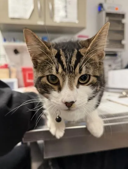 An adult large-sized male Domestic Short Hair cat named Mylo for adoption in West Chester, PA