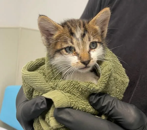 A baby small-sized male Domestic Short Hair cat named Major Tom for adoption in Escondido, CA
