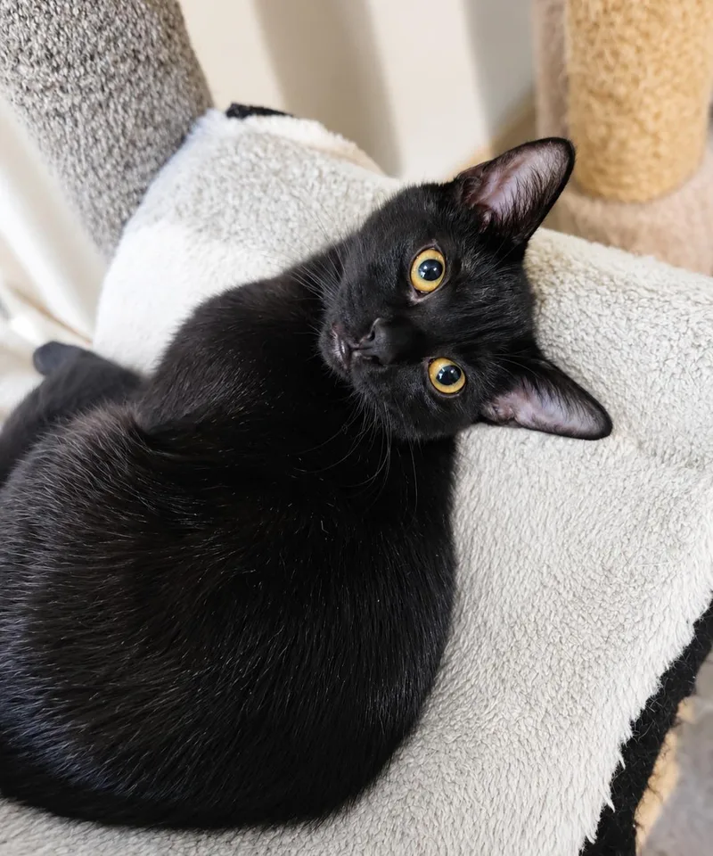 A young medium-sized male Black Domestic Short Hair cat named Sylvester for adoption in Lodi, CA