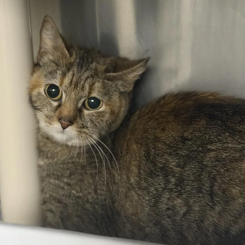An adult small-sized female Torbie Domestic Short Hair cat named Elizah for adoption in Marion, VA