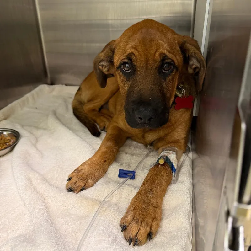 A baby medium-sized female Labrador Retriever dog named Violet for adoption in Austin, TX