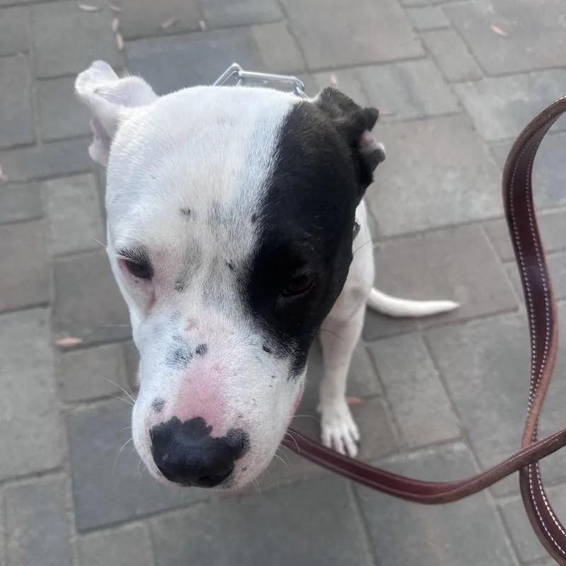 An adult large-sized female White / Cream American Staffordshire Terrier dog named Jada for adoption in Escondido, CA
