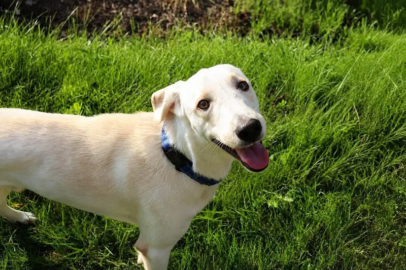 An adult medium-sized male Labrador Retriever dog named Pistachio for adoption in Wappingers Falls, NY