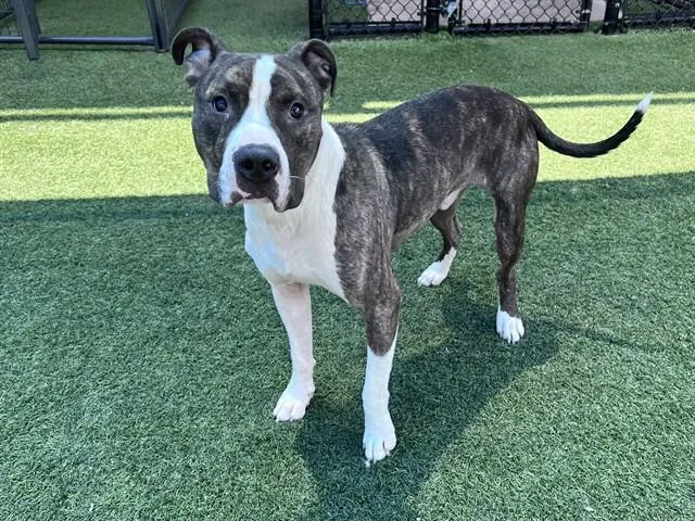A young large-sized male Pit Bull Terrier dog named Baxter for adoption in Dallas, TX