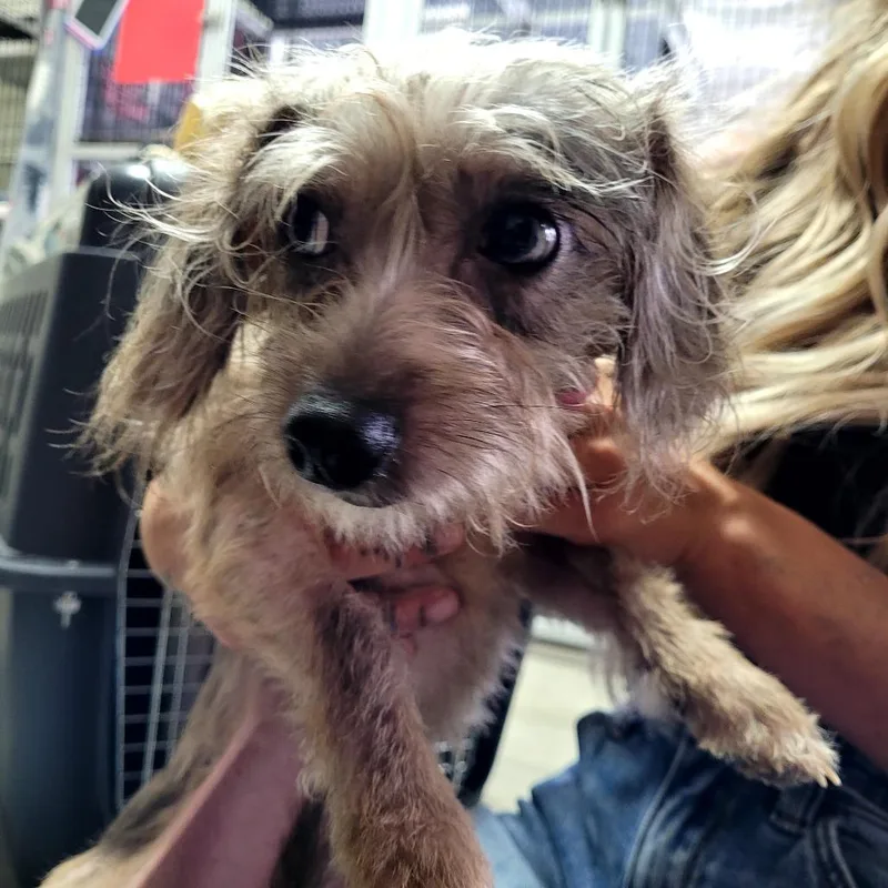 A young small-sized female Mixed Breed dog named Daisy for adoption in Allyn, WA